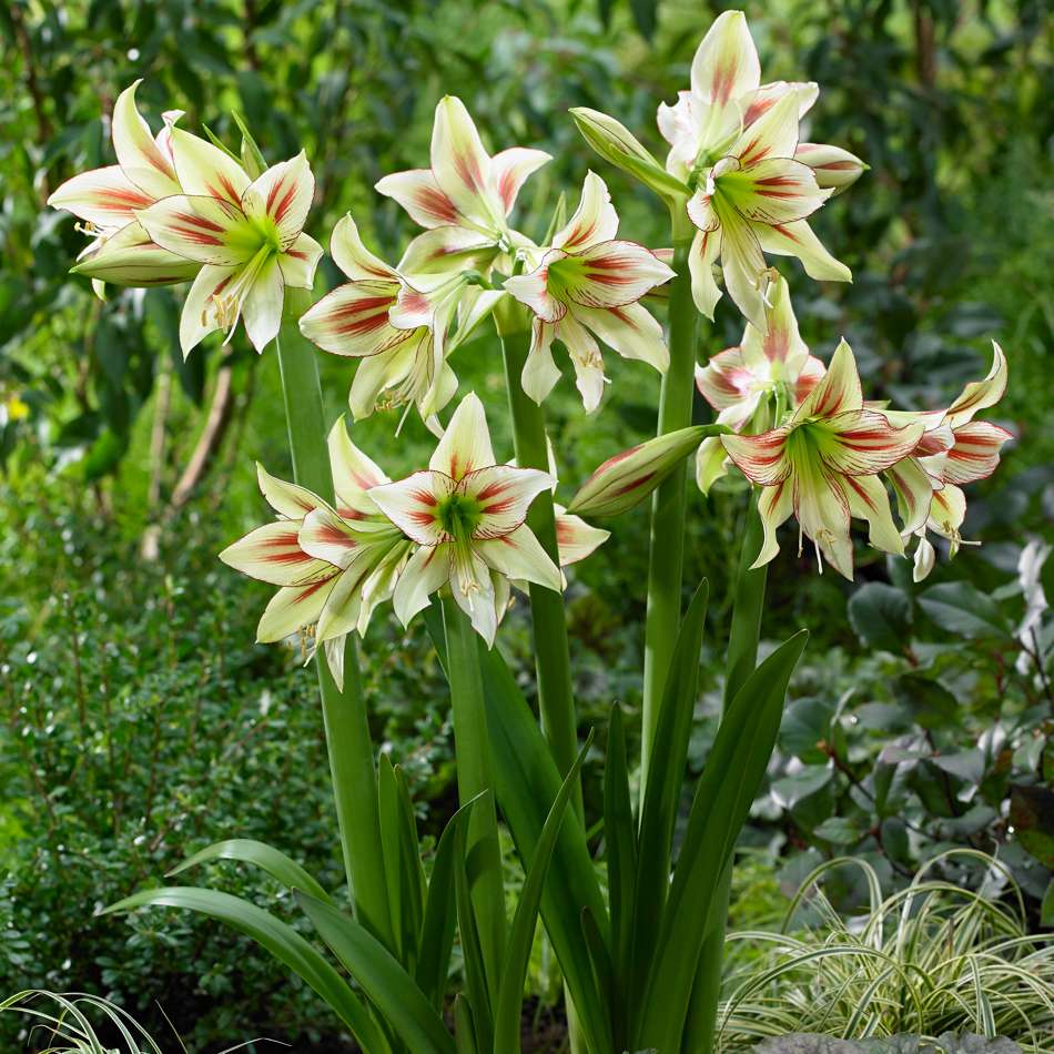 Amaryllis 'Cleopatra'
